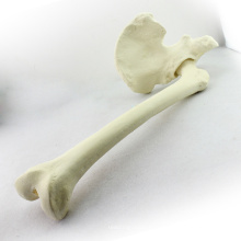 Buy One 12314 Hip with Femur, Artificial Drillable Hipbone